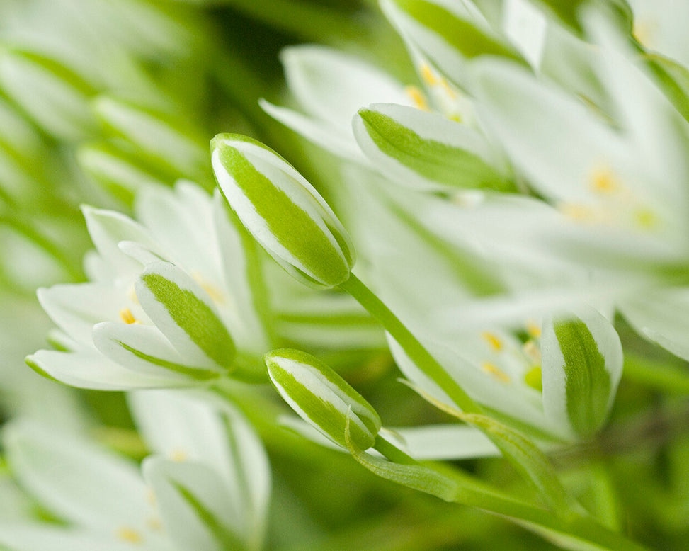 Ornithogalum umbellatum