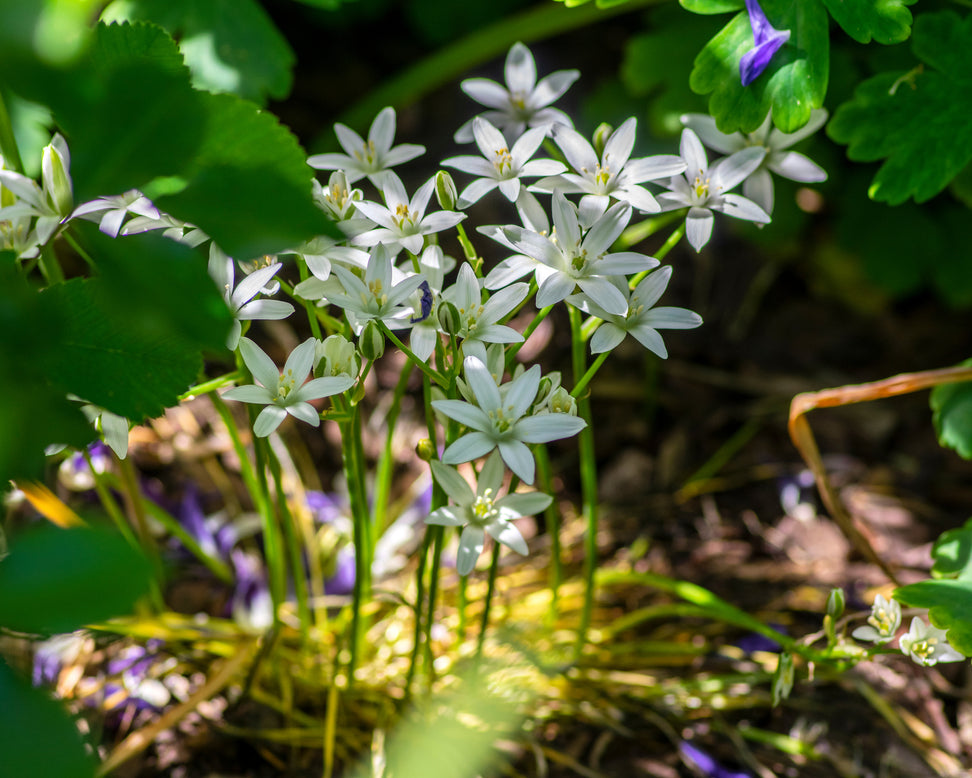 Ornithogalum umbellatum