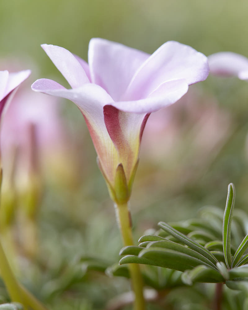 Oxalis 'Autumn Pink'