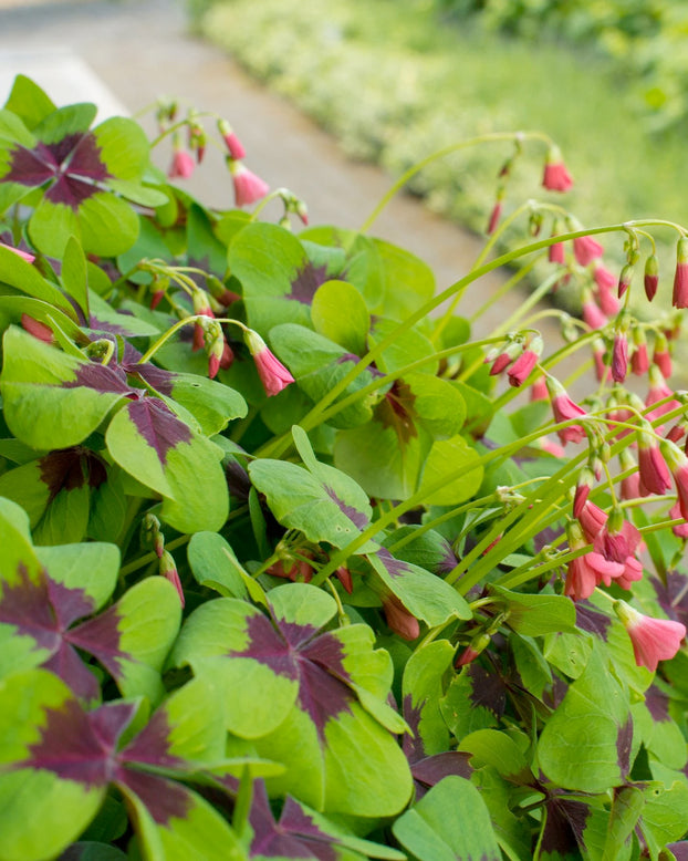 Oxalis 'Iron Cross'