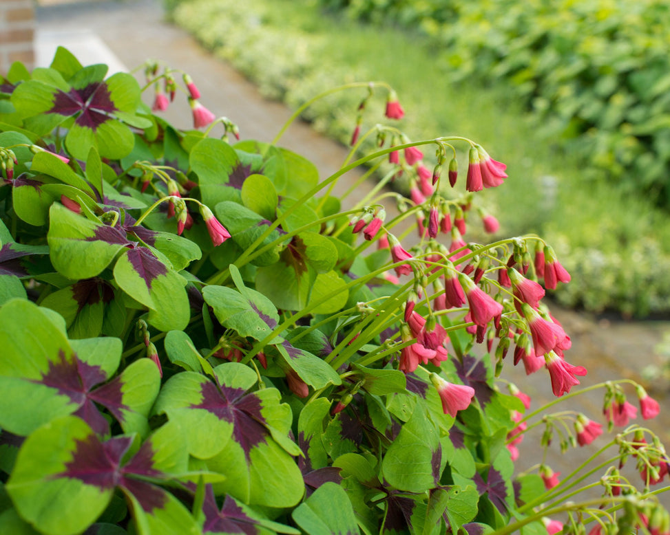 Oxalis 'Iron Cross'