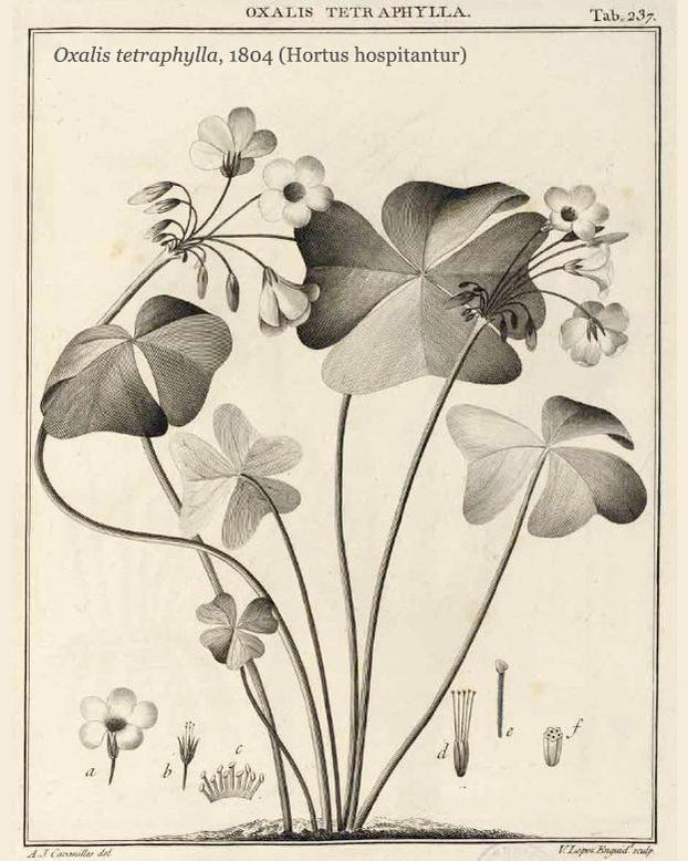 Oxalis 'Iron Cross'