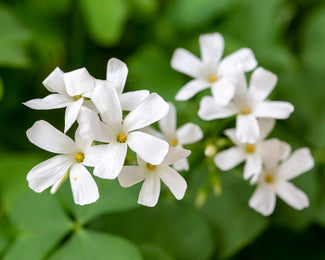 Oxalis regnellii