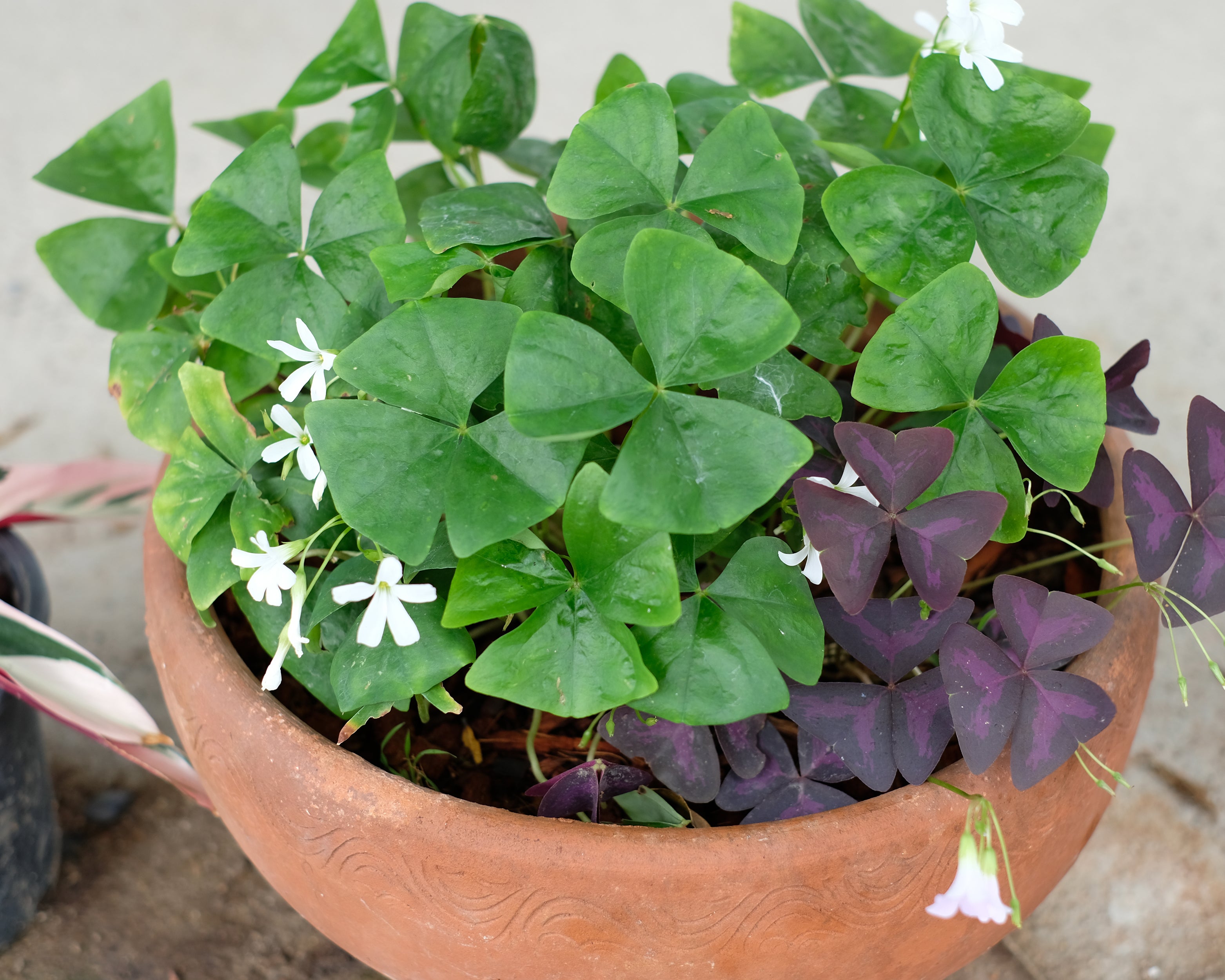 Easy To Grow Bulbs Oxalis Regnellii, Green Lucky Shamrock, 20 Bulbs, Indoor Outdoor Easy To Grow Bulbs Oxalis Regnellii, Green Lucky Shamrock, 20 Bulbs, Indoor Outdoor