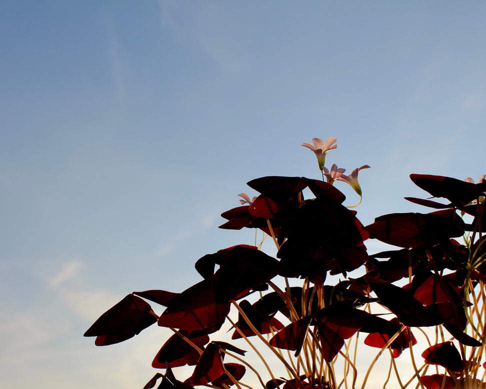 Oxalis triangularis