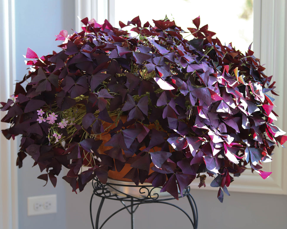 Oxalis triangularis