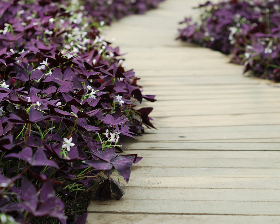 Oxalis triangularis