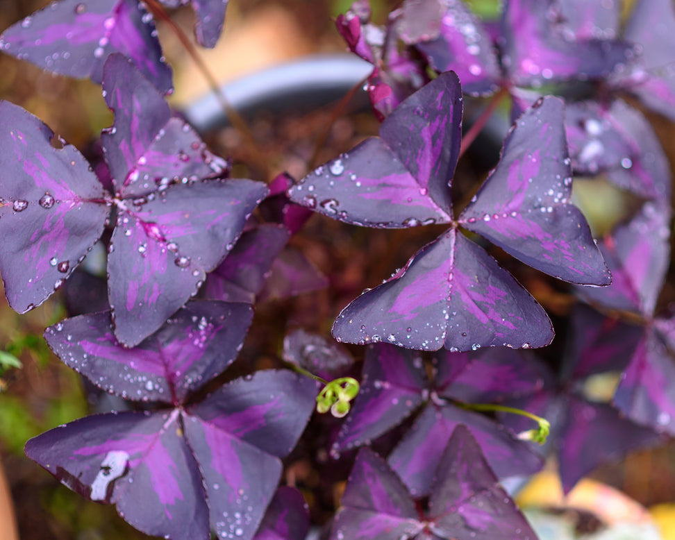 Oxalis triangularis