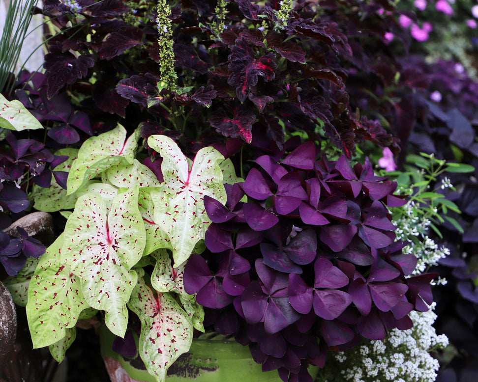 Oxalis triangularis