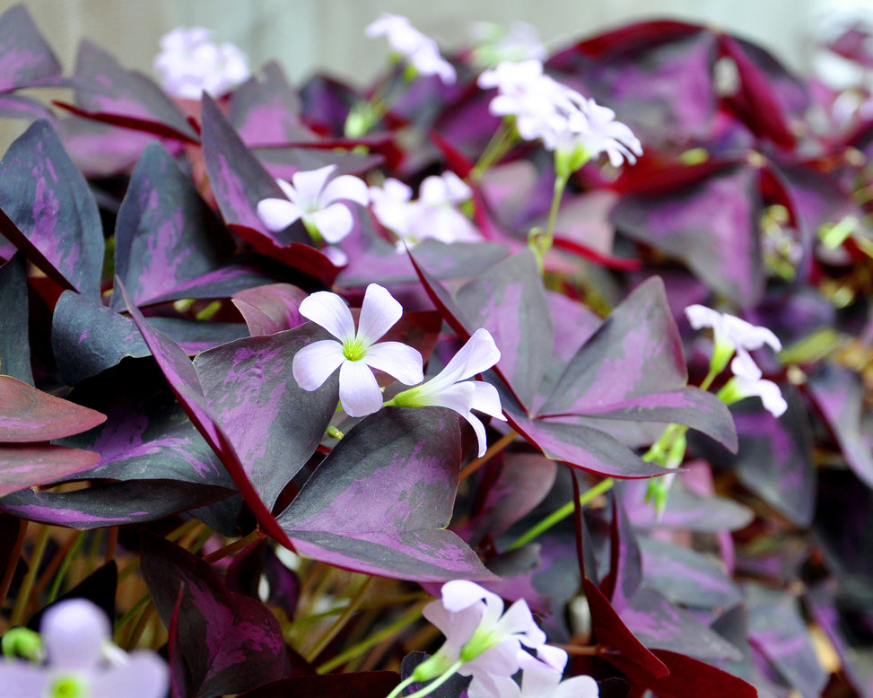 Oxalis triangularis