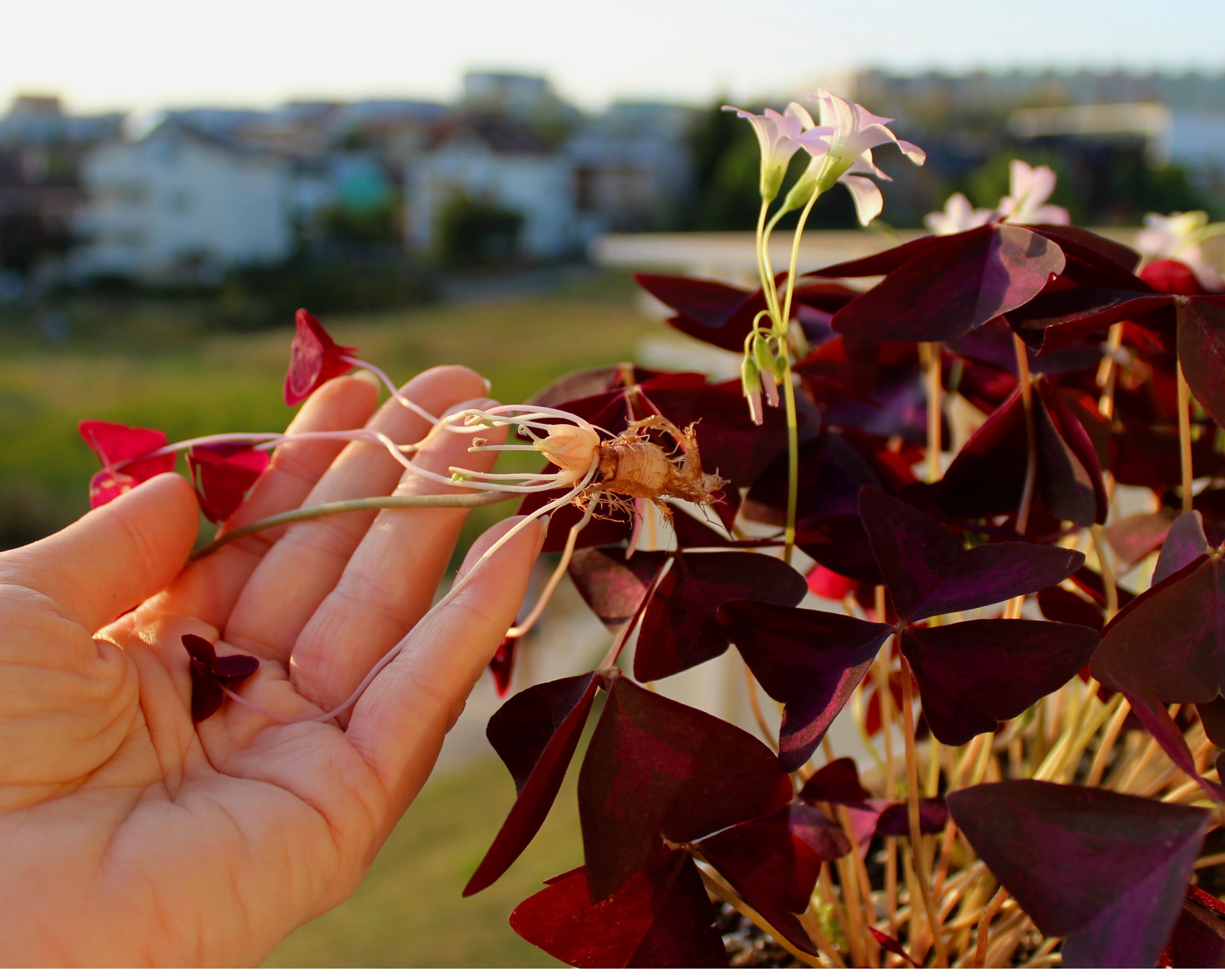 Occalis Triangularis Oxalis triangularis Bulbs | Buy 'Purple Shamrock' online at Farmer Gracy UK