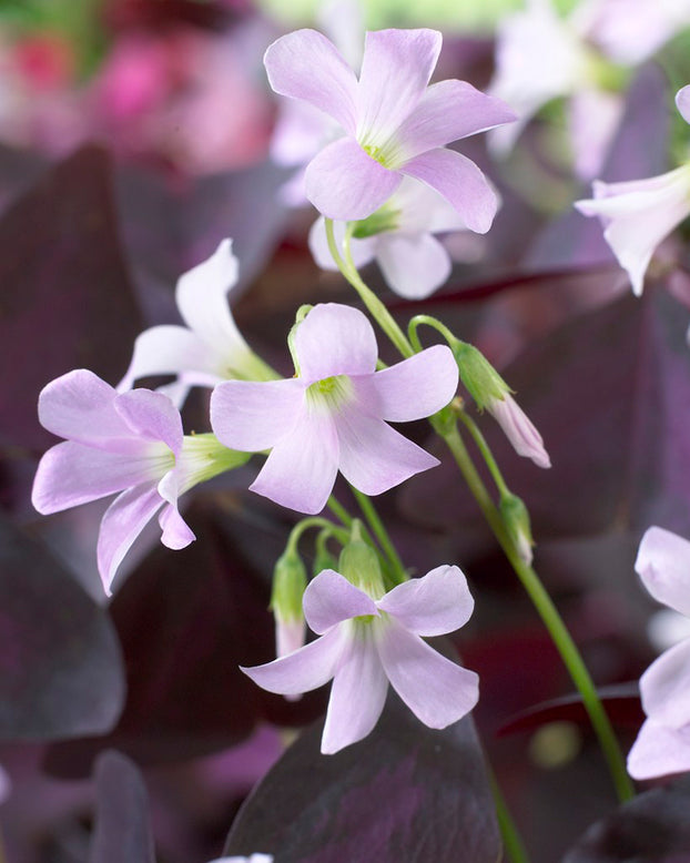 Oxalis triangularis