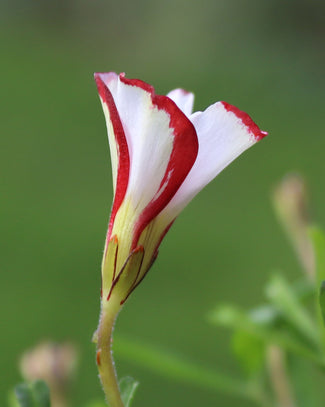 Oxalis versicolor