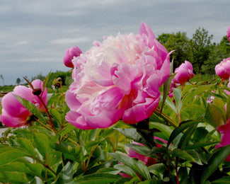 Paeonia 'Bowl of Beauty'