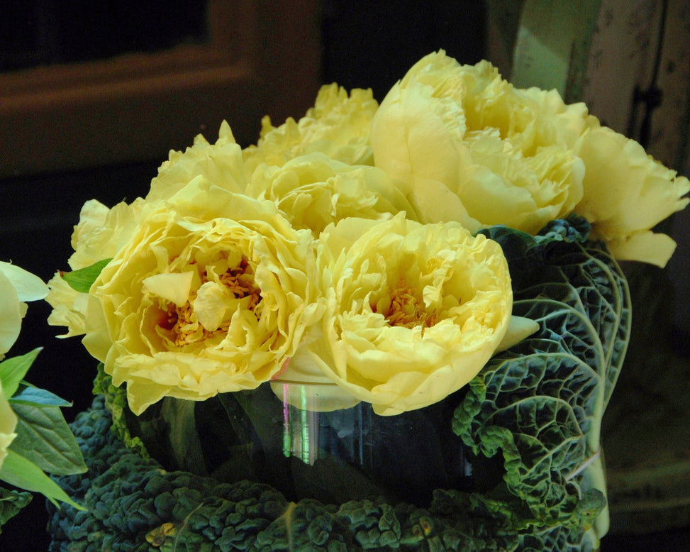 Paeonia 'Yellow Crown'