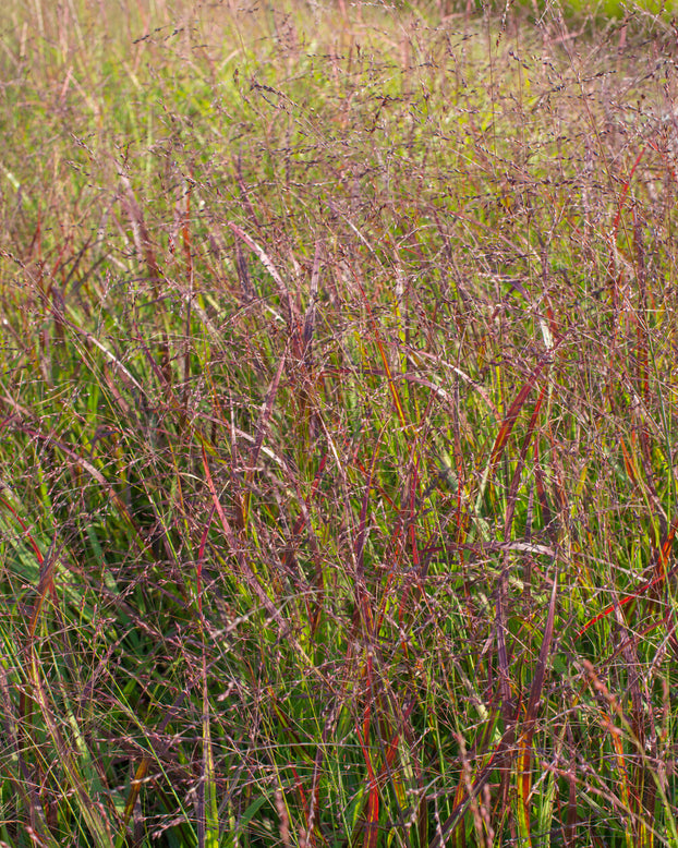 Panicum 'Heiliger Hain'