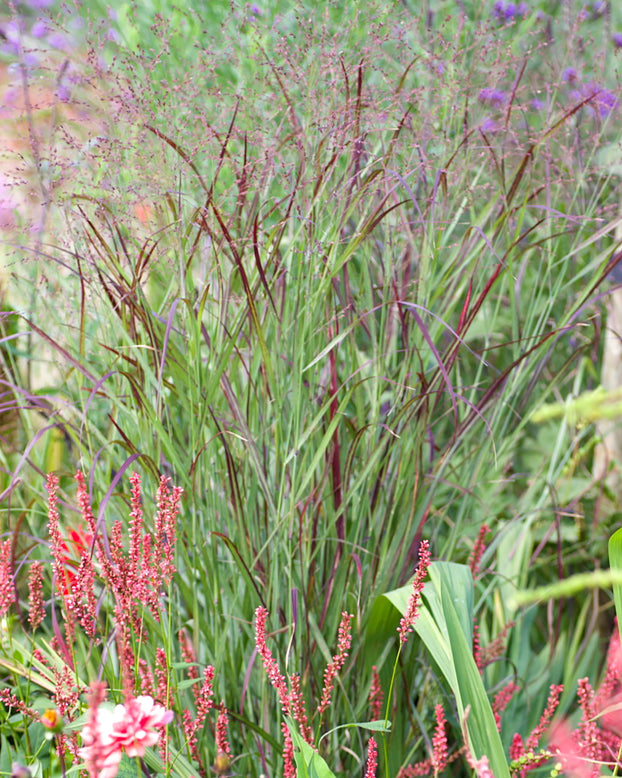 Panicum 'Heiliger Hain'