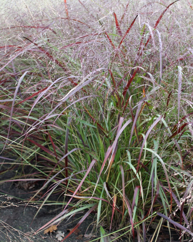 Panicum 'Heiliger Hain'