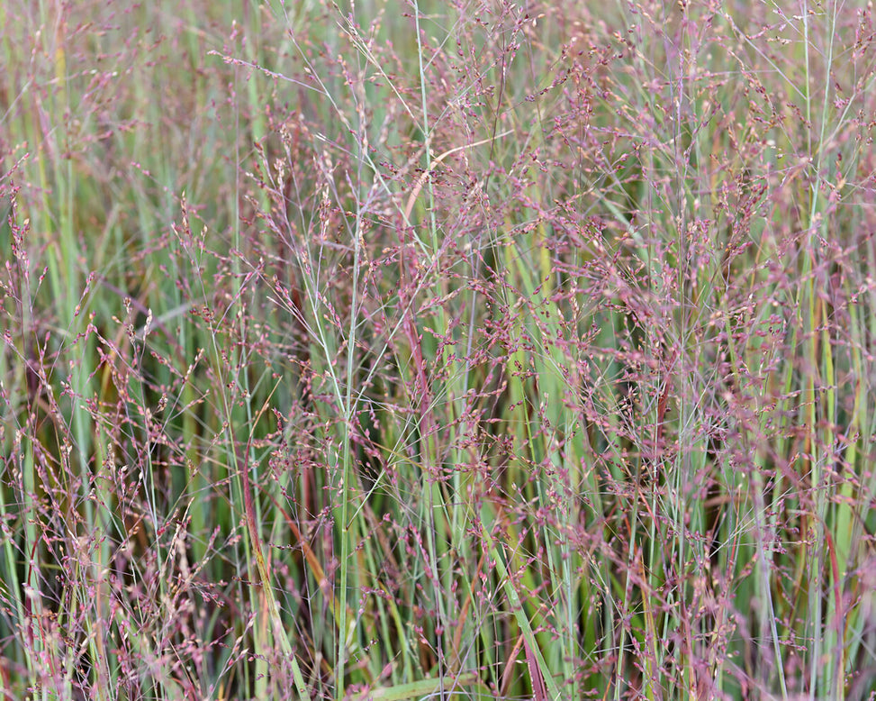 Panicum 'Heiliger Hain'