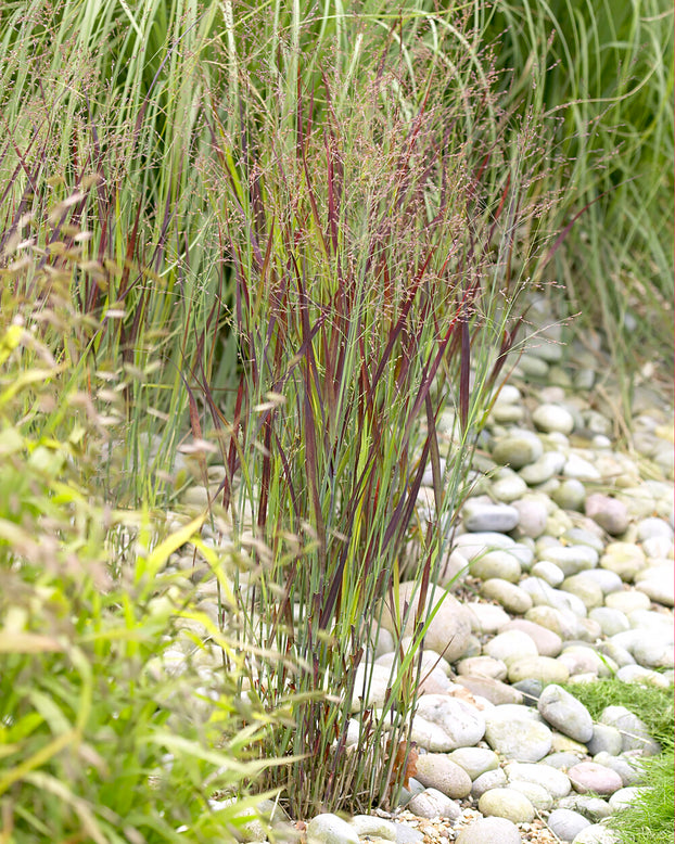 Panicum 'Heiliger Hain'