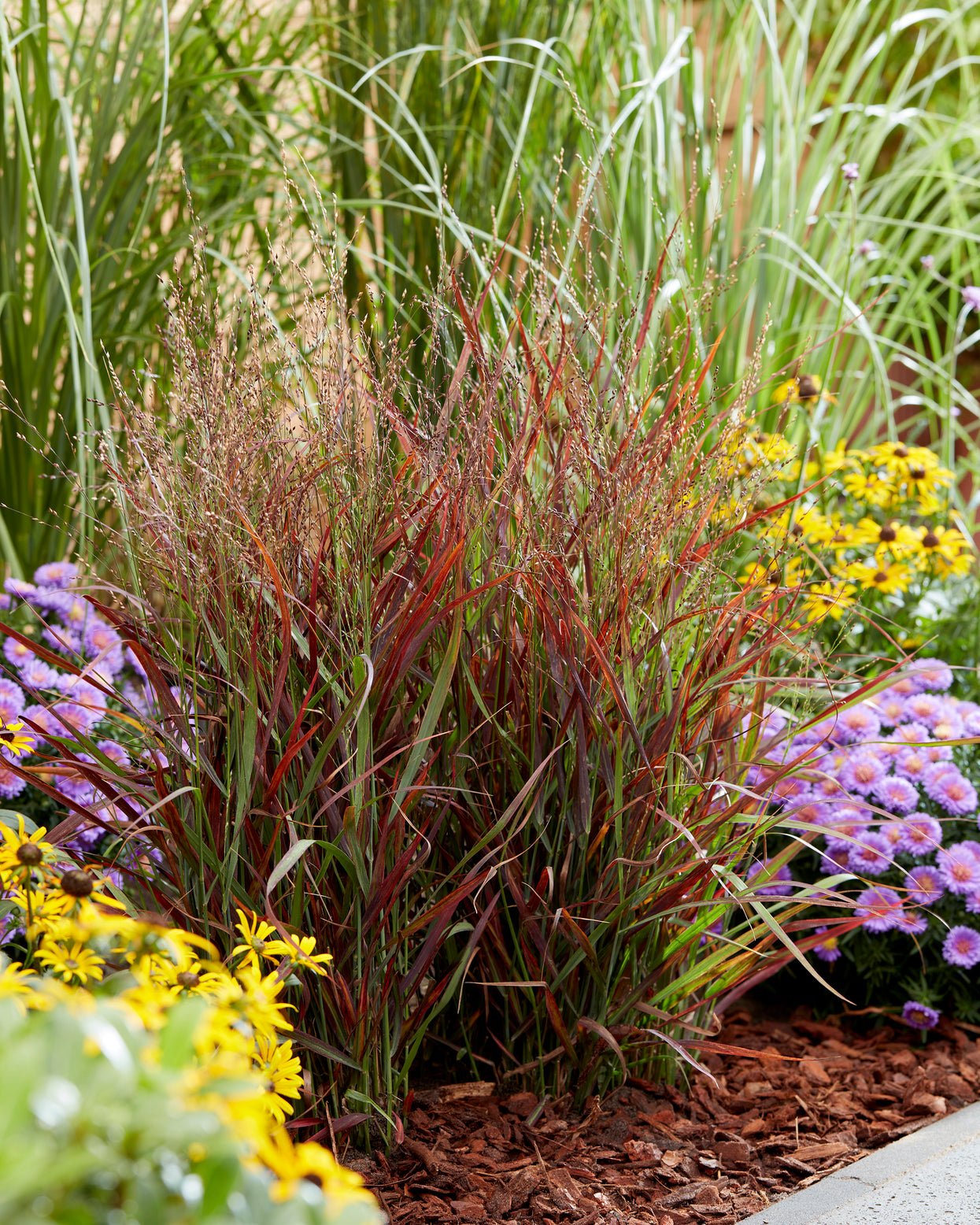 Panicum virgatum 'Hot Rod' bare roots | Buy switch grass online at ...