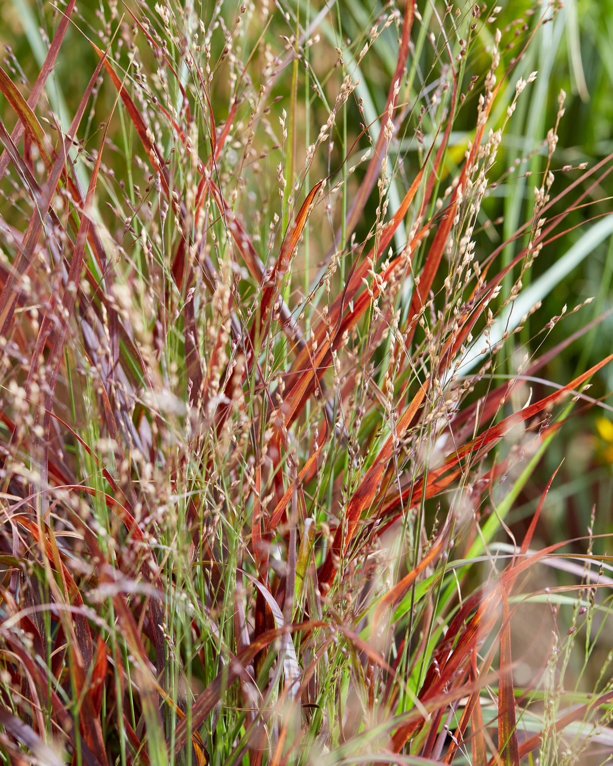 Panicum virgatum 'Hot Rod' bare roots | Buy switch grass online at ...