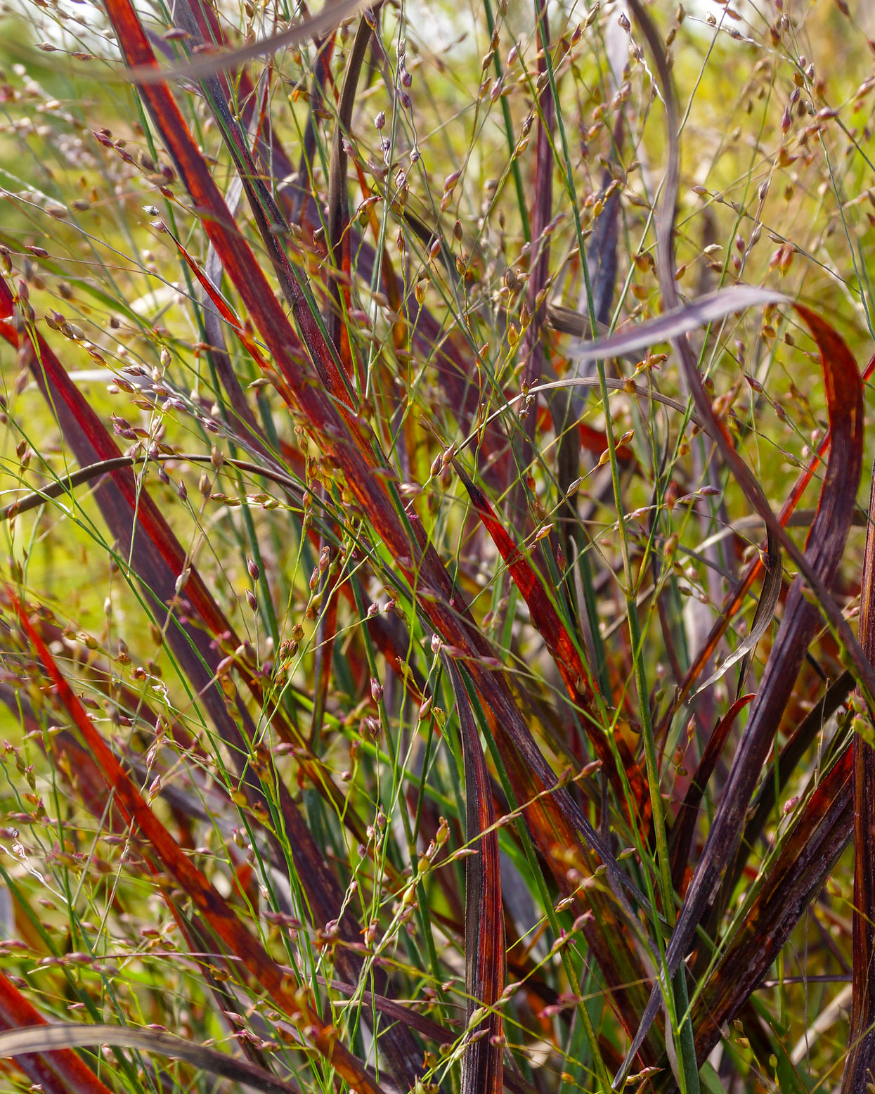 Panicum virgatum 'Hot Rod' bare roots | Buy switch grass online at ...