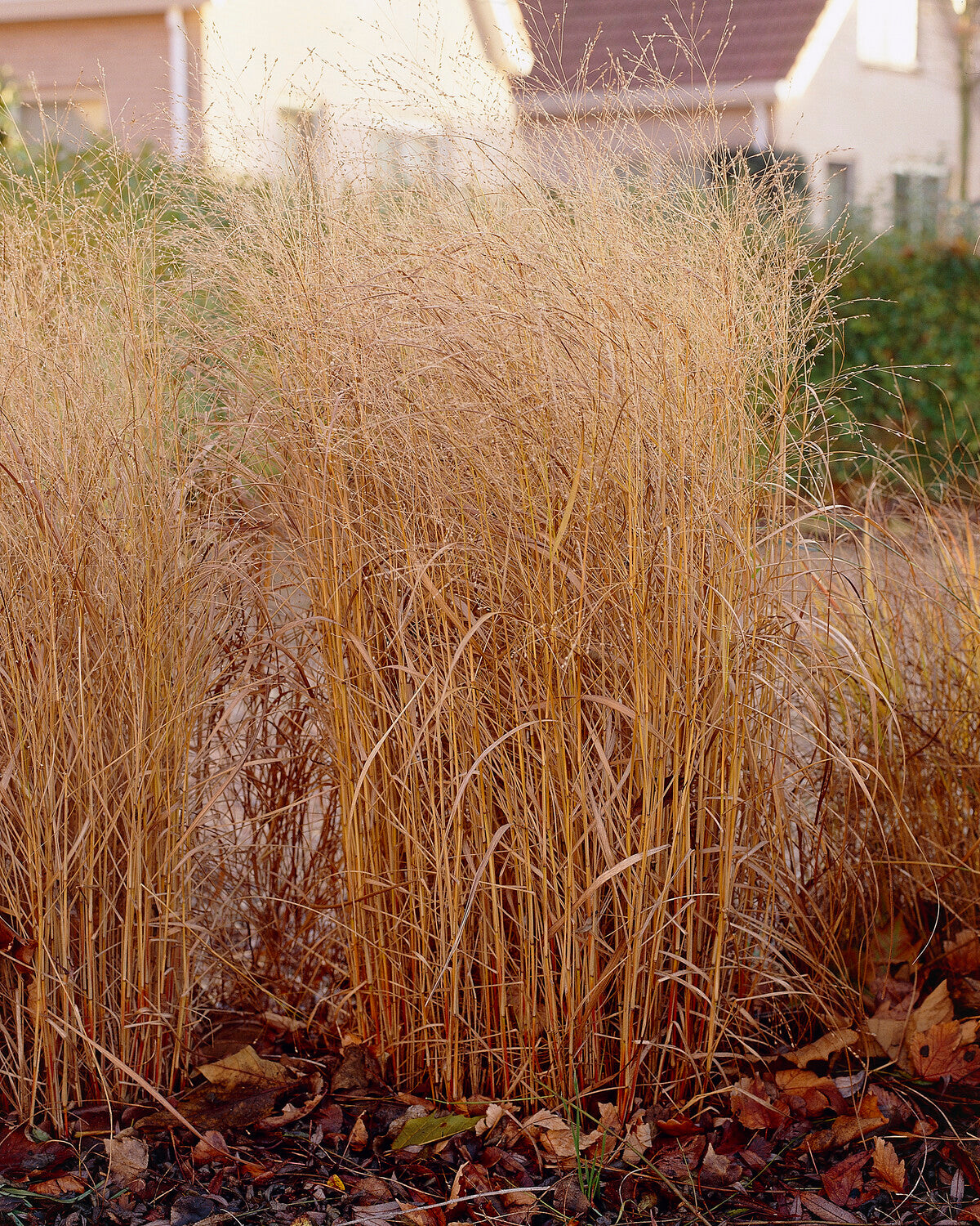 Panicum virgatum 'Shenandoah' bare roots | Buy switch grass online at ...