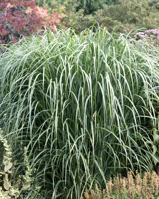 Panicum 'Thundercloud'