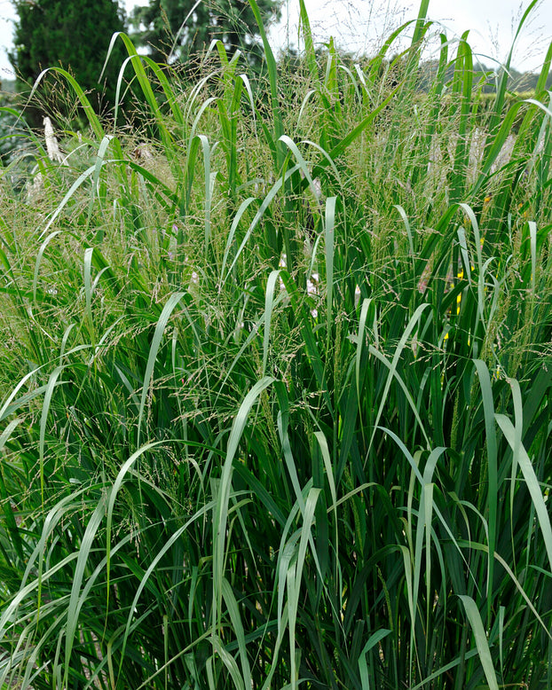 Panicum 'Thundercloud'