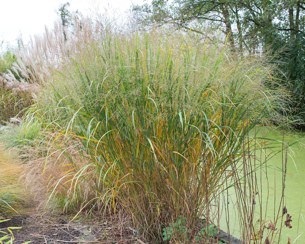 Panicum 'Thundercloud'