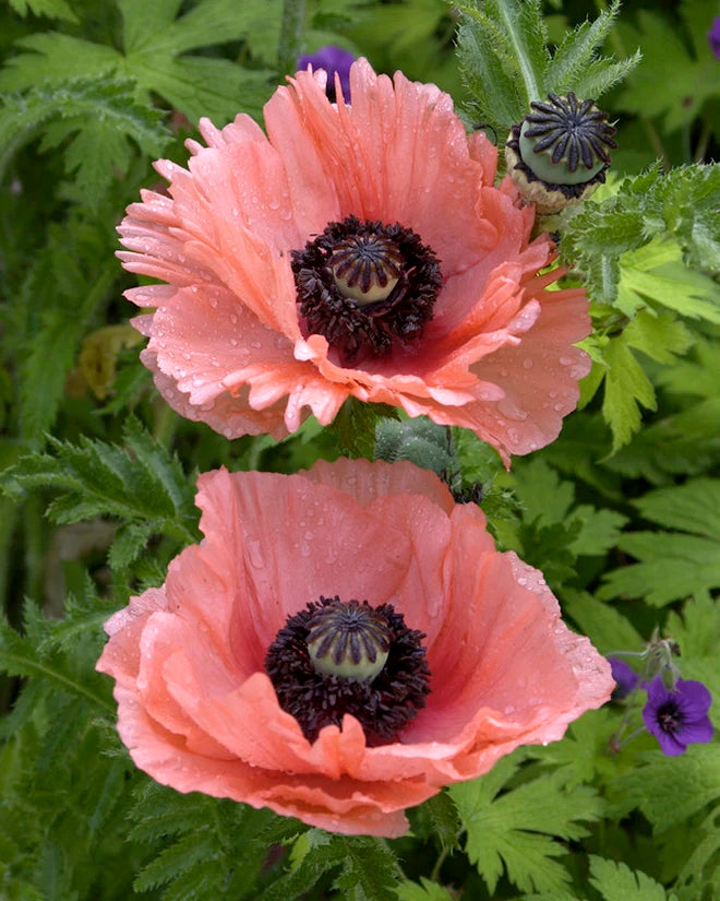 Papaver Roots Papaver orientale 'Aglaja' bare roots | Buy coral pink oriental poppies ...