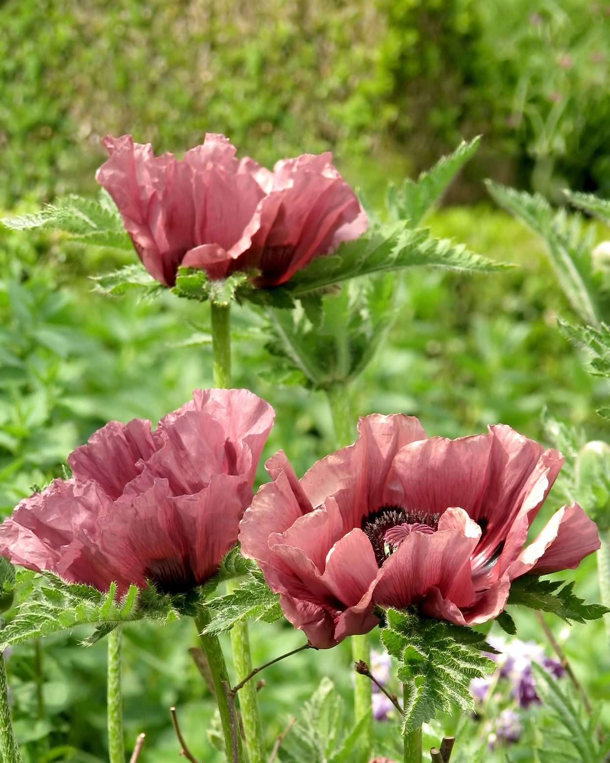 Papaver orientale 'Patty's Plum' bare roots | Buy plum purple oriental ...