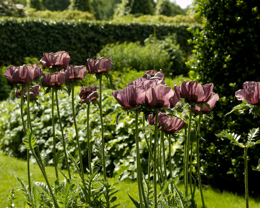 Papaver Roots Papaver orientale 'Patty's Plum' bare roots | Buy plum purple oriental ...