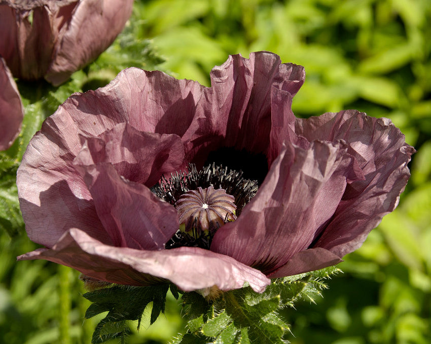 Papaver Roots Papaver orientale 'Patty's Plum' bare roots | Buy plum purple oriental ...