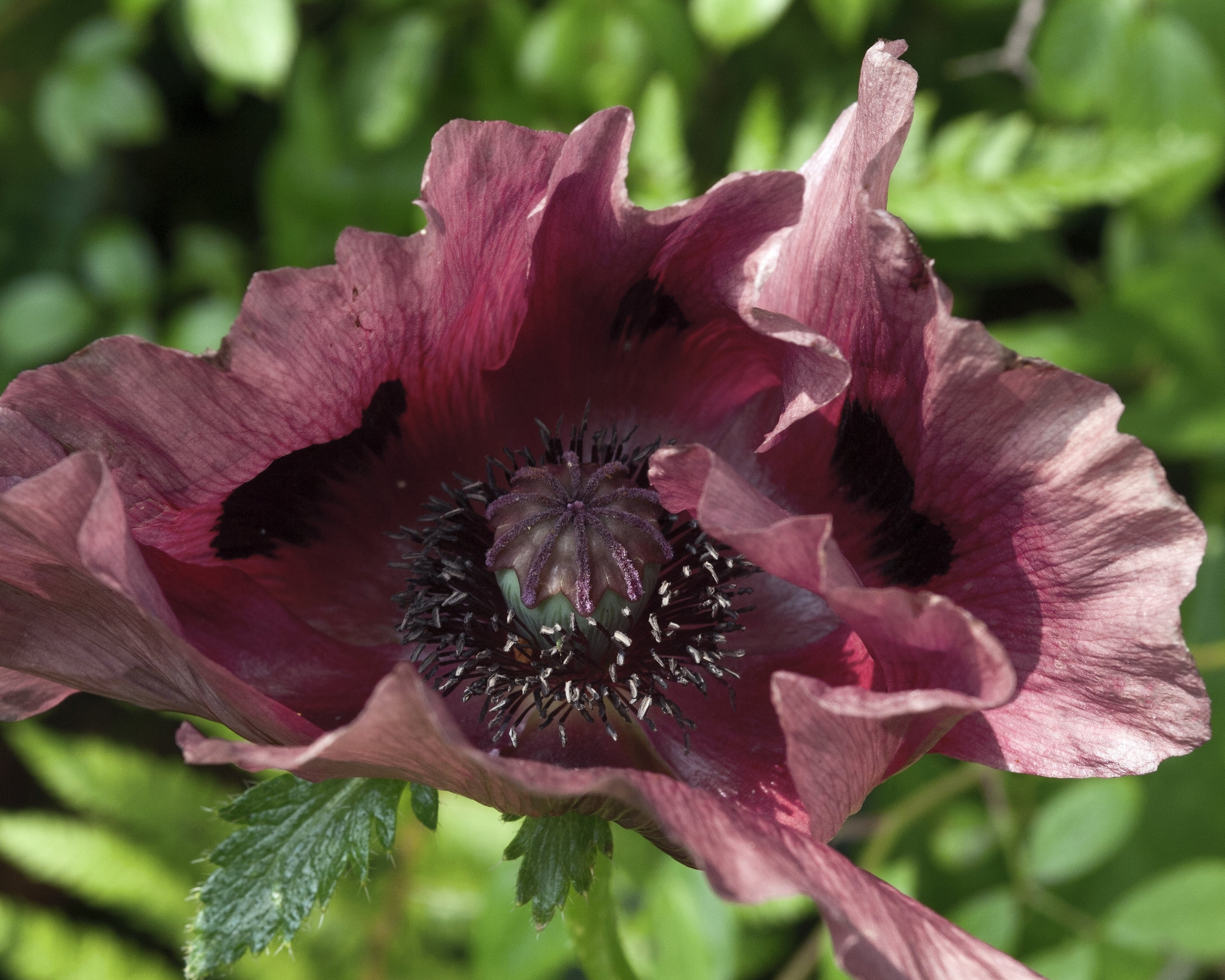 Papaver Roots Papaver orientale 'Patty's Plum' bare roots | Buy plum purple oriental ...