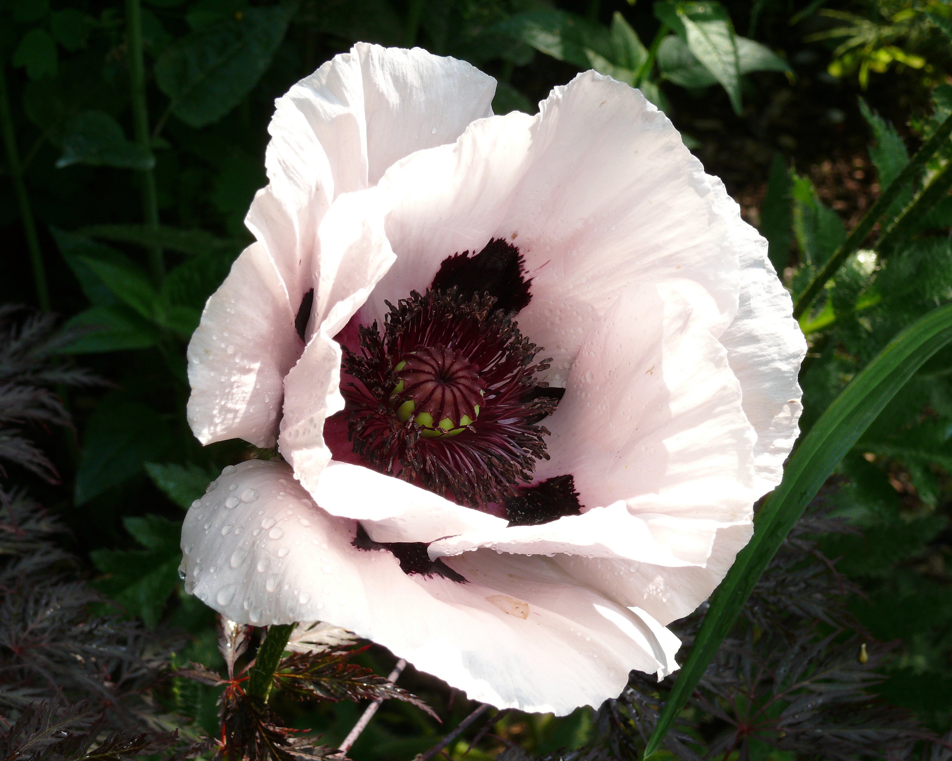 Papaver Roots Papaver 'Perry’s White' bare roots | Buy white oriental poppies online ...