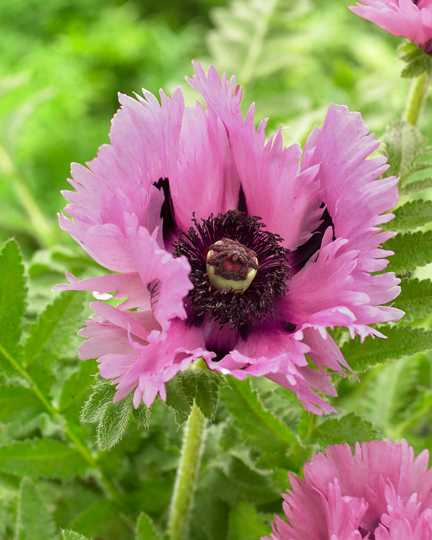 Papaver 'Pink Perfection'