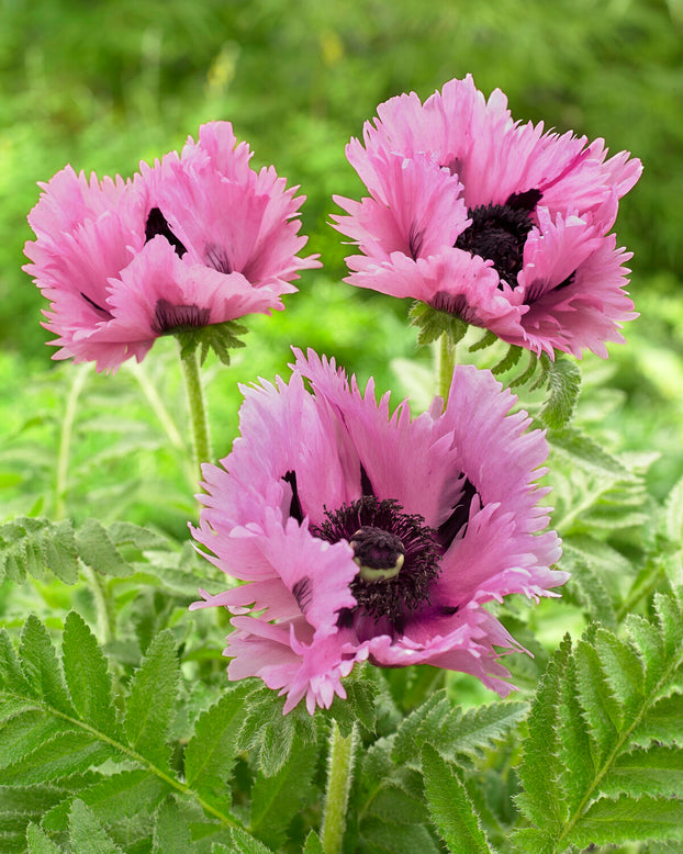 Papaver 'Pink Perfection'