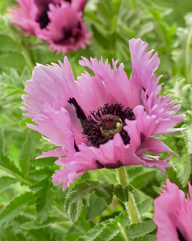 Papaver 'Pink Perfection'