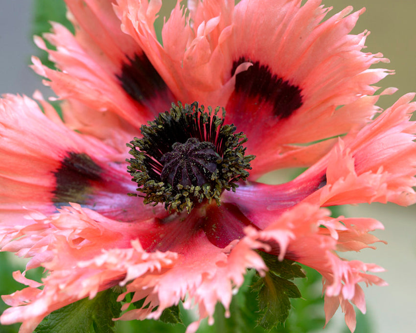 Papaver Roots Papaver orientale 'Pink Ruffles' bare roots | Buy salmon pink oriental ...