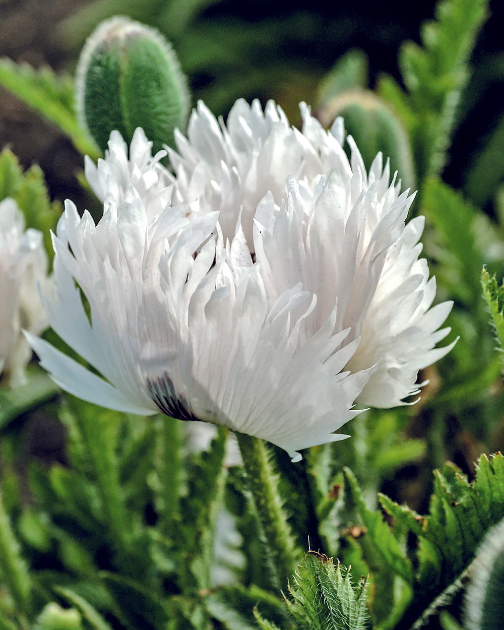 Papaver Roots Papaver orientale 'White Ruffles' bare roots | Buy white oriental ...
