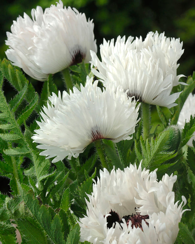 Papaver 'White Ruffles'