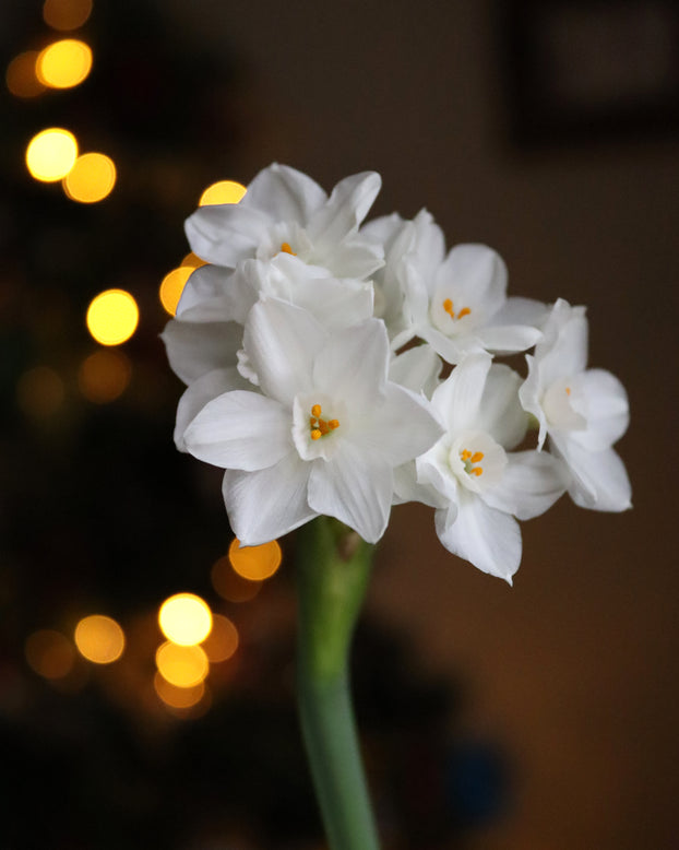 Narcissus tazetta 'Paperwhite'