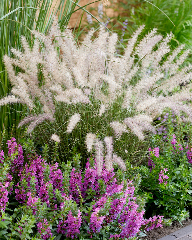 Pennisetum 'Dance With Me'