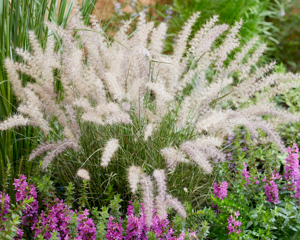 Pennisetum 'Dance With Me'