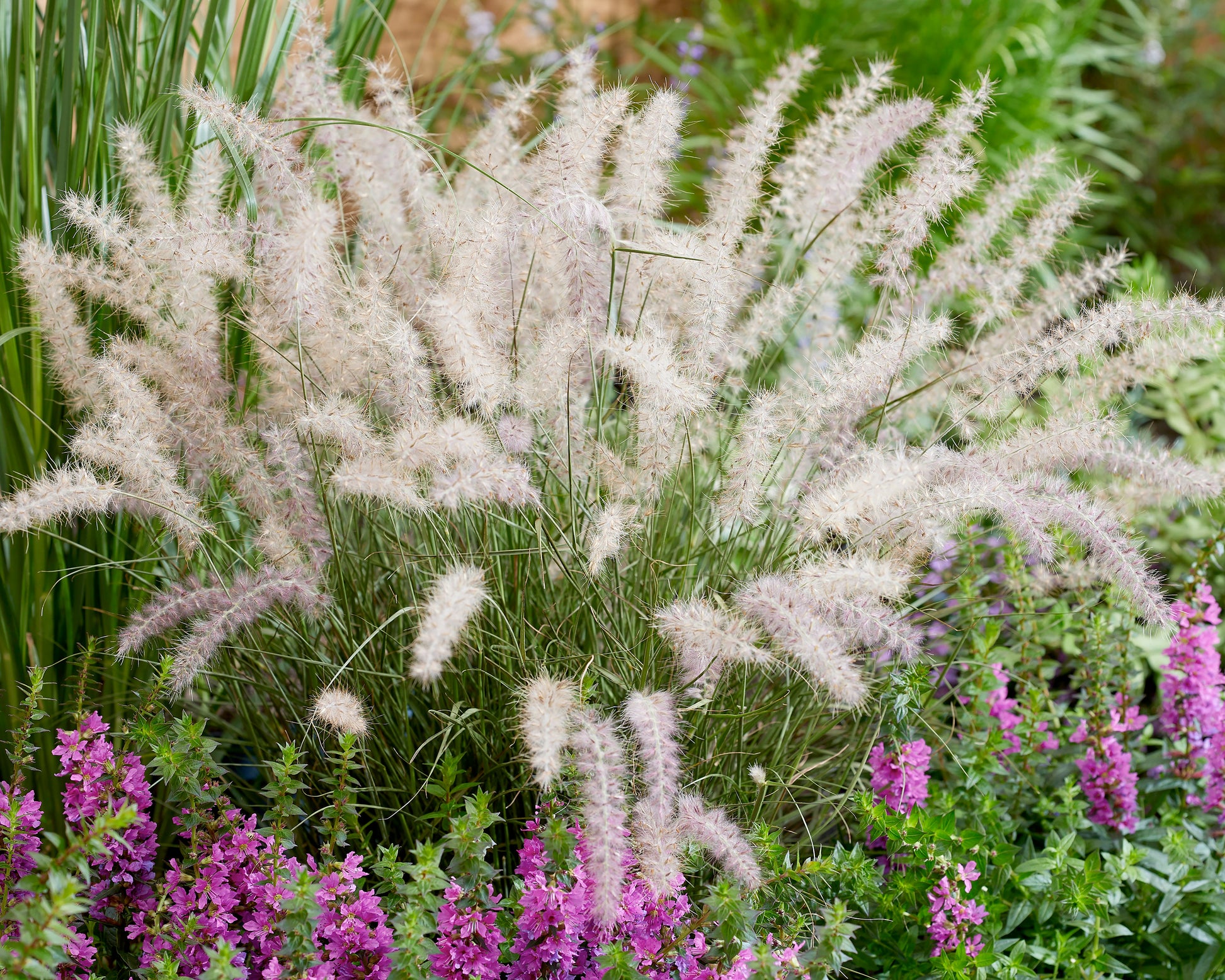 Penicitum Pennisetum orientale 'Dance With Me' bare roots | Buy fountain grass ...
