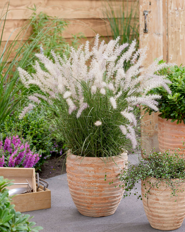 Pennisetum 'Dance With Me'