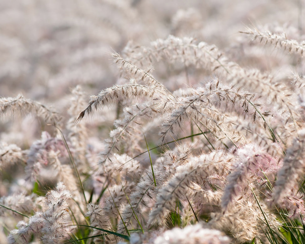 Pennisetum 'Dance With Me'