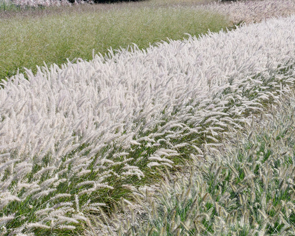 Pennisetum 'Dance With Me'